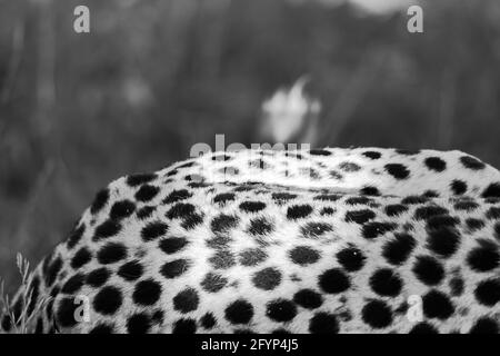 Eines der schnellsten Tiere der Welt, der Gepard. Ein männlicher Gepard genießt seine Zeit in der Sonne und schlendert durch das wilde und lange Gras. Stockfoto