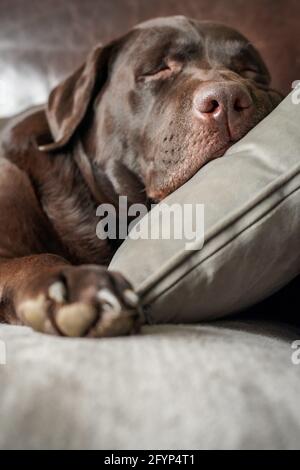 Nahaufnahme eines niedlichen Chocolate Labrador-Haustierhundes, der zu Hause auf einem Sofa schläft und den Kopf bequem auf einem weichen grauen Kissen ruht Stockfoto