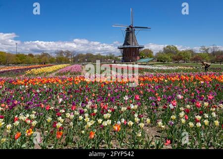 Holland, Michigan - Windmill Island Gardens, ein Stadtpark, während des Frühlings-Tulpenfestivals in Holland. Die jährliche Veranstaltung feiert das niederländische Erbe der Stadt Stockfoto