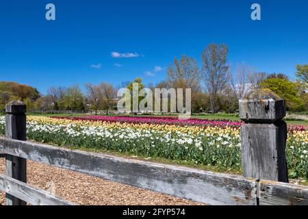 Holland, Michigan - Windmill Island Gardens, ein Stadtpark, während des Frühlings-Tulpenfestivals in Holland. Die jährliche Veranstaltung feiert das niederländische Erbe der Stadt Stockfoto