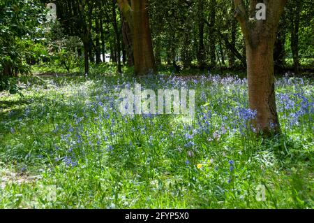 Ein Tagesausflug in den Tatton Park & Tatton Hall Gardens Stockfoto