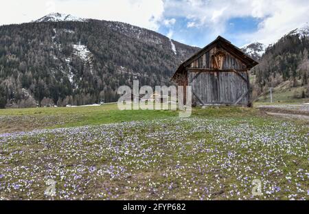 Hütte, Stadel, Holzhütte, Almhütte, Heustadel, Balken, Brett, Tradition, Kals, Großglockner, Osttirol, Krokusse, Krokuswiese, Frühling, Blüte, Blütenk Stockfoto