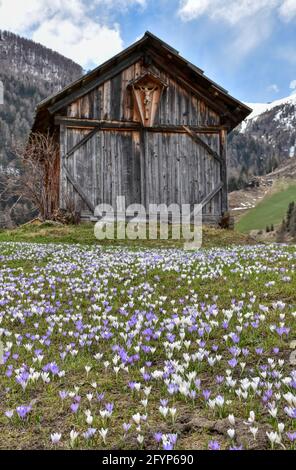 Hütte, Stadel, Holzhütte, Almhütte, Heustadel, Balken, Brett, Tradition, Kals, Großglockner, Osttirol, Krokusse, Krokuswiese, Frühling, Blüte, Blütenk Stockfoto