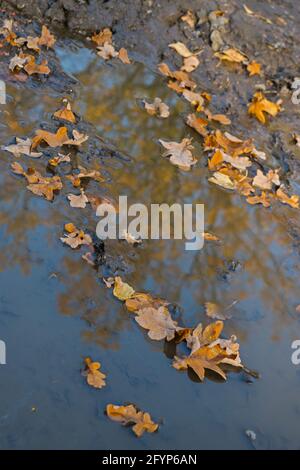 Trocken gefallen von der Eiche gelben Herbstblätter liegen auf Die ruhige Oberfläche des Wassers, die die Zweige reflektiert Bäume in einer Pfütze, die nach einer kürzlichen r Stockfoto