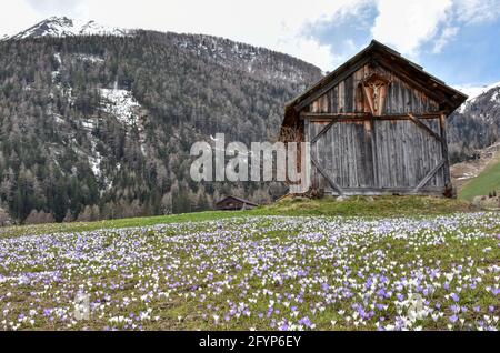 Hütte, Stadel, Holzhütte, Almhütte, Heustadel, Balken, Brett, Tradition, Kals, Großglockner, Osttirol, Krokusse, Krokuswiese, Frühling, Blüte, Blütenk Stockfoto