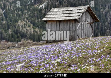 Hütte, Stadel, Holzhütte, Almhütte, Heustadel, Balken, Brett, Tradition, Kals, Großglockner, Osttirol, Krokusse, Krokuswiese, Frühling, Blüte, Blütenk Stockfoto