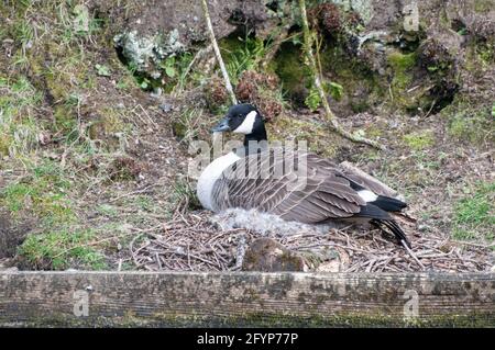 Rund um das Vereinigte Königreich - Nesting Canada Goose Stockfoto