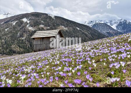 Hütte, Stadel, Holzhütte, Almhütte, Heustadel, Balken, Brett, Tradition, Kals, Großglockner, Osttirol, Krokusse, Krokuswiese, Frühling, Blüte, Blütenk Stockfoto
