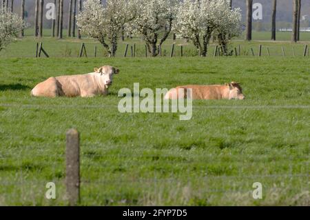 Blonde Kühe liegen ruhig auf der Weide Stockfoto