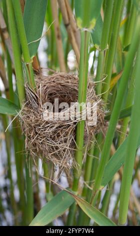 Nest von Schilfrohrsänger , Acrocephalus scirpaceus, Brent Reservoir , London, Vereinigtes Königreich Stockfoto