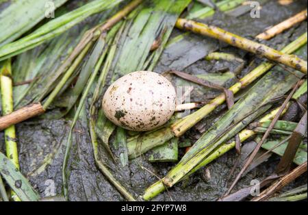 Ledig totes Moorhuhnei, Gallinula chloropus, im Nest durch Überschwemmungen zerstört, Brent Reservoir, London, Vereinigtes Königreich Stockfoto