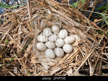 Gewöhnlicher Russ, Fulica atra, mit zwölf Eiern im Nest, Brent Reservoir, London, Vereinigtes Königreich Stockfoto