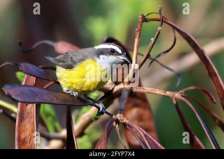 Bananaquit (Coereba flaveola) auf Schoten (Samen) eines Baumes Stockfoto