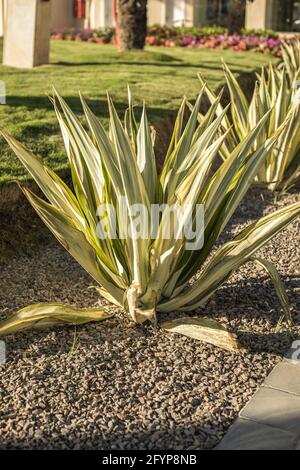 Agava ist eine Gattung monokotyledoner Pflanzen der Unterfamilie Agave der Spargel. Aus dem Boden wachsen eitrige, dicke Blätter. Stockfoto