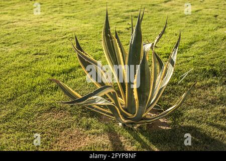 Agava ist eine Gattung monokotyledoner Pflanzen der Unterfamilie Agave der Spargel. Aus dem Boden wachsen eitrige, dicke Blätter. Stockfoto