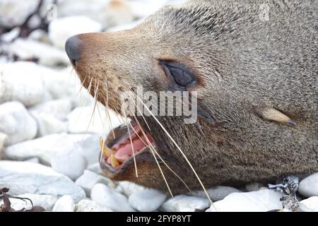 Neuseeländischer Seebär / Neuseeländischer Seehund / Arctocephalus forsteri Stockfoto