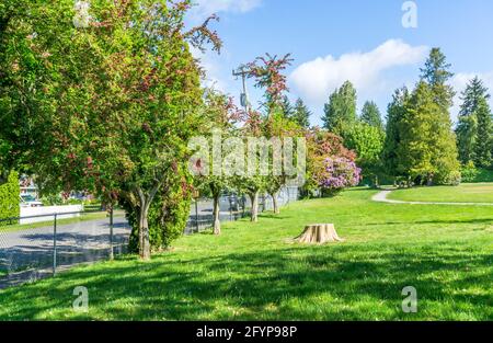 Blick auf einen Stadtpark mit blühenden Blumen im Frühling. Die Lage ist Burien, Washington. Stockfoto