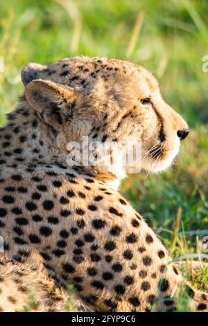 Eines der schnellsten Tiere der Welt, der Gepard. Ein männlicher Gepard genießt seine Zeit in der Sonne und schlendert durch das wilde und lange Gras. Stockfoto