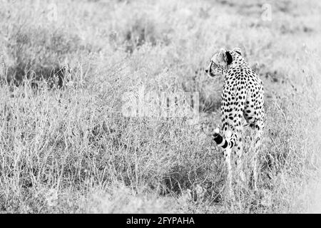 Eines der schnellsten Tiere der Welt, der Gepard. Ein männlicher Gepard genießt seine Zeit in der Sonne und schlendert durch das wilde und lange Gras. Stockfoto