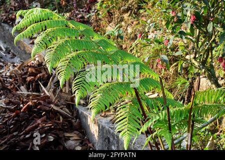 Himalaya-Grünfarne, werden oft als Wedel bezeichnet. Wedel bestehen in der Regel aus einer Blattklinge und einem Blattstiel. Stockfoto