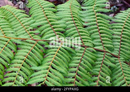 Himalaya-Grünfarne, werden oft als Wedel bezeichnet. Wedel bestehen in der Regel aus einer Blattklinge und einem Blattstiel. Stockfoto