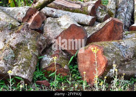Gefällter Kiefernbaum, bedeckt mit Moos und Flechten, Himalaya-Wald, Kalimpong. Stockfoto