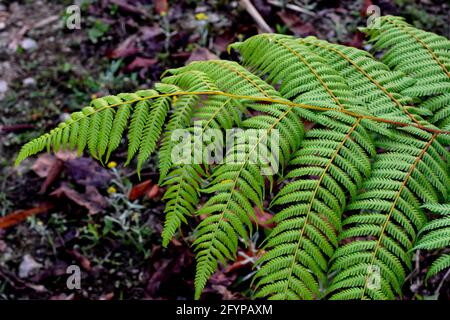 Himalaya-Grünfarne, werden oft als Wedel bezeichnet. Wedel bestehen in der Regel aus einer Blattklinge und einem Blattstiel. Stockfoto