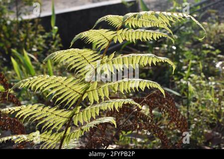 Himalaya-Grünfarne, werden oft als Wedel bezeichnet. Wedel bestehen in der Regel aus einer Blattklinge und einem Blattstiel. Stockfoto