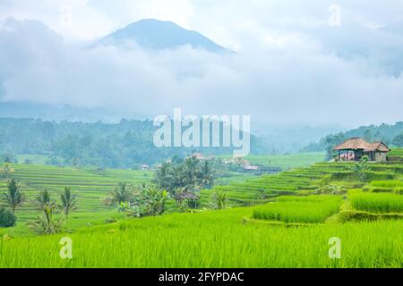 Indonesien. Ein kleines Dorf und Reisfelder auf der Insel Java. Nebel nach Regen und hoher Berg im Hintergrund Stockfoto