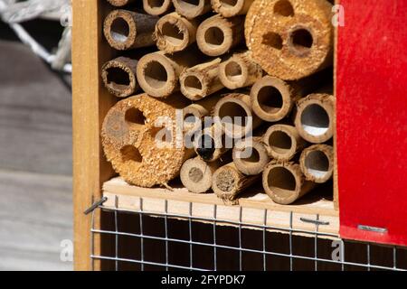 Schwarze Biene im Insektenhaus oder Hotel aus Bambus Stöcke Stockfoto