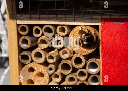 Farbenfrohes Bienenhotel mit großer Hummel in der Frühlingssonne Stockfoto