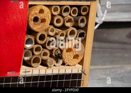 Hausgemachtes Insektenhotel aus Stroh und Bambus mit Single Schwarze Biene, die im Hotel lebte Stockfoto