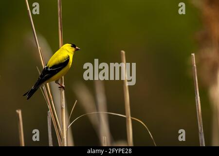 Ein männlicher amerikanischer Goldfink steht auf einem Schilf. Spinus tristis Stockfoto