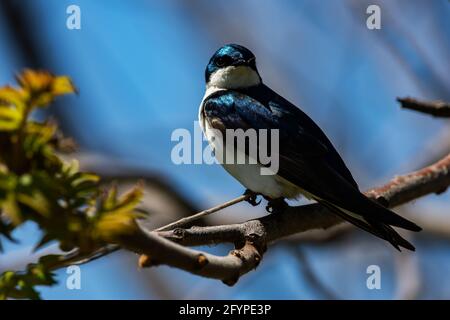 Ein männlicher Baumschwalbe in den Bäumen. Tachycineta bicolor Stockfoto