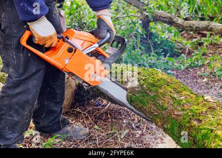 Professionelle Stadtwerke schneiden einen großen Baum in der Stadt Nach einem Hurrikan Sturm Schaden Bäume Sturm Stockfoto