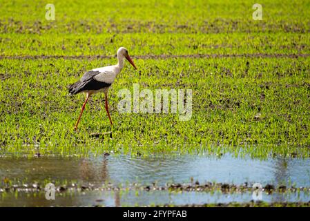 Weißstorch, Ciconia ciconia. Der Vogel steht auf grünem Gras Stockfoto