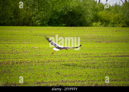 Weißstorch fliegt über eine grüne Wiese im Wald. Stockfoto