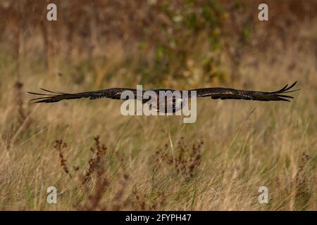 Ein ausgebildeter Rotschwanzfalke im Flug über ein Feld. Buteo jamaicensis Stockfoto