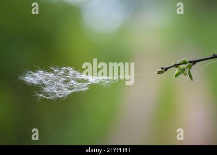 Die Regenschirme von Dandelion flattern im Wind. Stockfoto