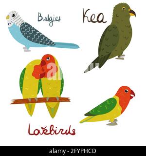 Set von Papagei - Wellensittiche, Lovebirds, Kea im Cartoon-Stil auf weißem Hintergrund. Vektorgrafik handgezeichnete Illustration. Stock Vektor