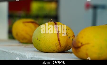 Selektiver Fokus, drei medizinische Bael-Früchte des indischen Subkontinents. Früchte der Sommersaison in Indien. Stockfoto