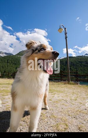 Blue Merle Australian Schäferhund Rest in Ceresole reale in Piemont in Italien Stockfoto