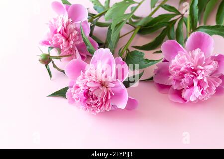 Drei schöne rosa Pfingstrosen Blumen auf hellrosa Tisch mit Speicherplatz kopieren Stockfoto