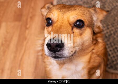 Der kleine Ingwerhund blickte auf den Holzboden Nach oben Stockfoto