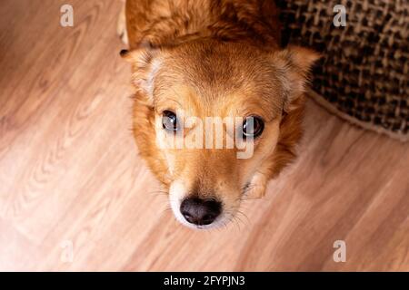 Der kleine Ingwerhund blickte auf den Holzboden Nach oben Stockfoto