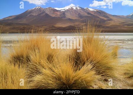 Laguna Hedionda, Salinensee im bolivianischen Altiplano mit Flamboyance von Pink Flamingos grasen und Stipa Ichu Desert Grass im Vordergrund, Bolivien Stockfoto