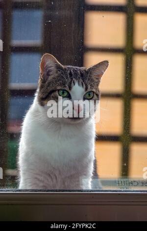 Nahaufnahme eines tabby-weißen Katzenkätzchens, das aufmerksam durch ein schmutziges Fenster schaut. Stockfoto