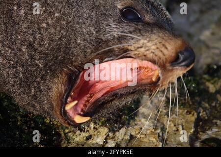 Neuseeländischer Seebär / Neuseeländischer Seehund / Arctocephalus forsteri Stockfoto