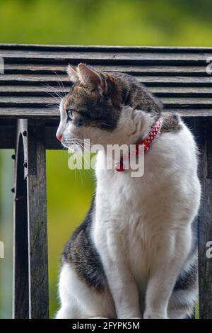 Nahaufnahme eines gestromten und weißen Katzenkätzchens mit rotem Kragen, das in Vogelhaus und Glocke sitzt und aufmerksam schaut Stockfoto