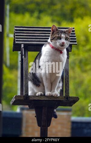 Nahaufnahme eines gestromten und weißen Katzenkätzchens mit rotem Kragen, das in Vogelhaus und Glocke sitzt und aufmerksam schaut Stockfoto